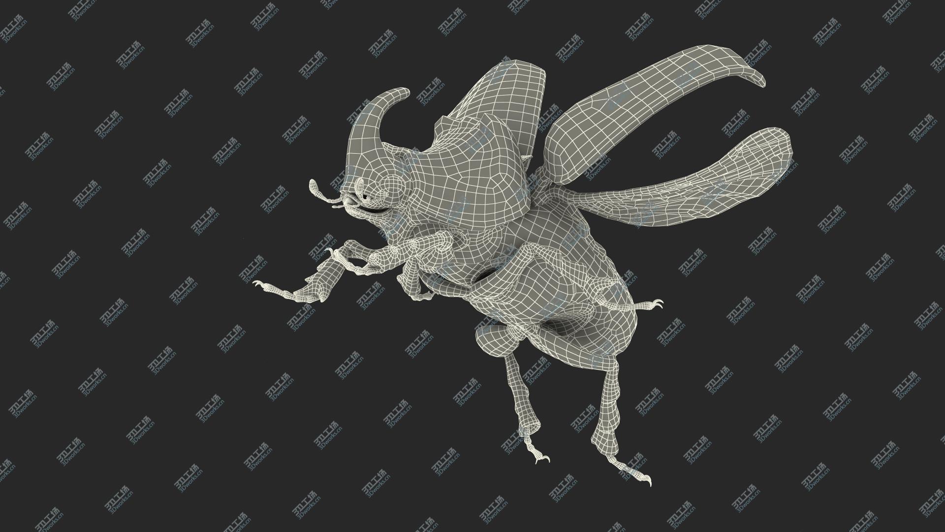 images/goods_img/202104093/Rhinoceros Beetle Oryctes Nasicornis Flying 3D model/3.jpg